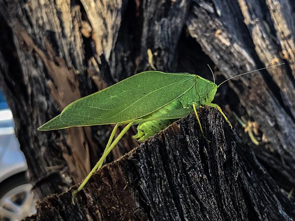 green bug